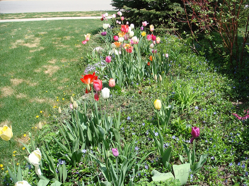 11 Nancy's Garden [2009 May 10].JPG - Nancy's Garden.
